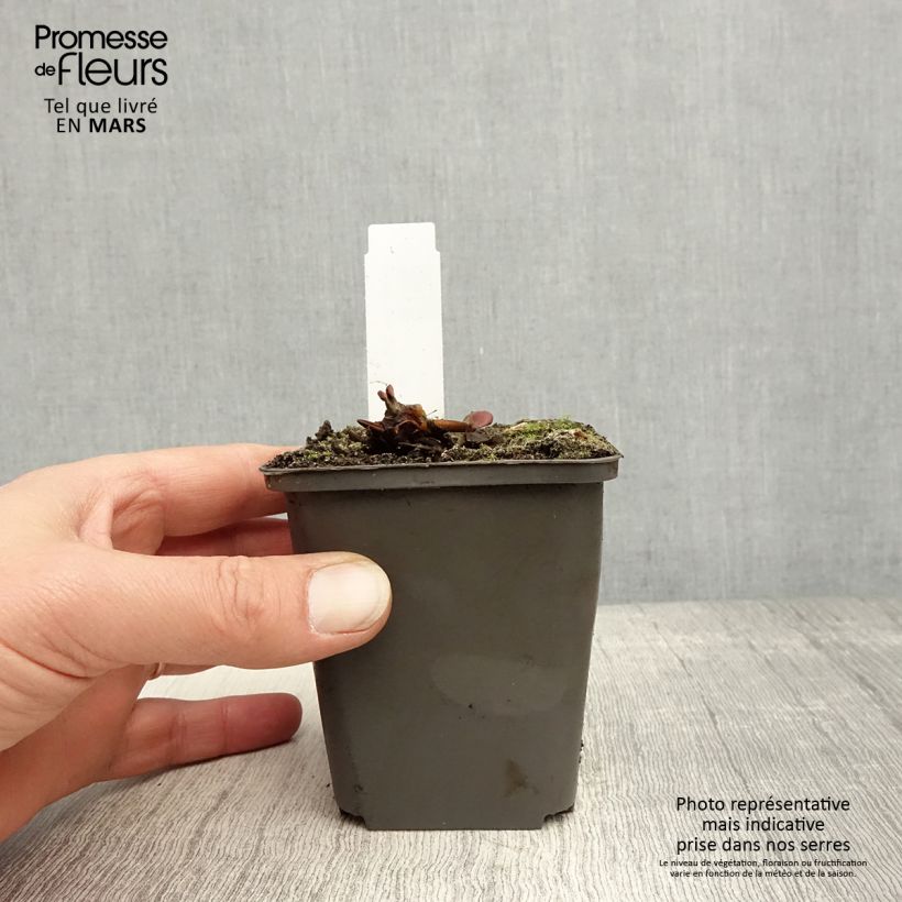 Amostra de Nenúfar Vermelho Attraction Vaso de 8/9 cm tal como entregue na primavera