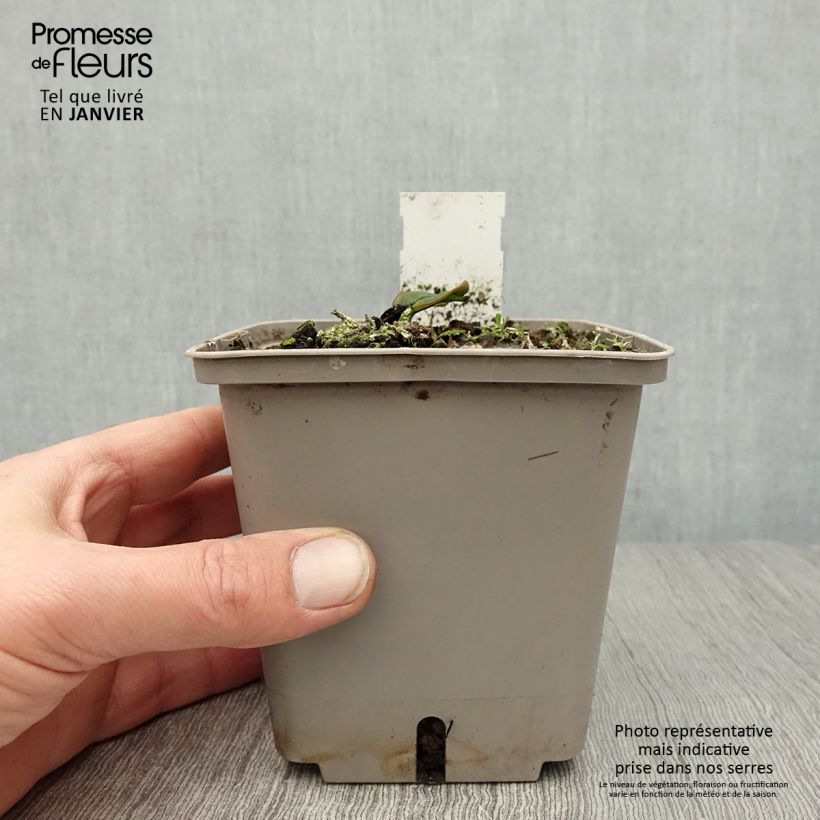 Amostra de Nymphaea Attraction - Nénuphar rouge  Vaso de 1 L/1,5 L tal como entregue no inverno