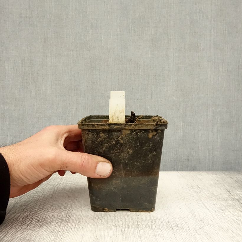 Amostra de Nenúfar Aurora Vaso de 8/9 cm tal como entregue no outono