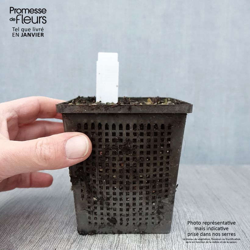 Amostra de Nymphaea Aurora - Nénuphar orange Vaso de 8/9 cm tal como entregue no inverno