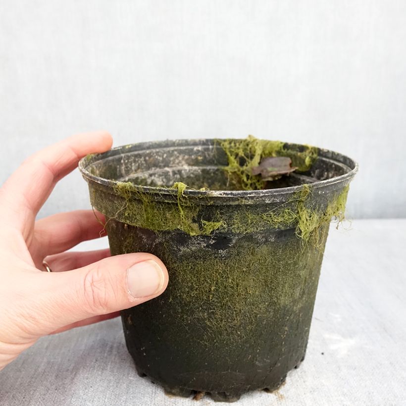 Amostra de Nymphaea Barbara Davies - Nénuphar rustique Vaso de 1,5 L/2 L tal como entregue no inverno