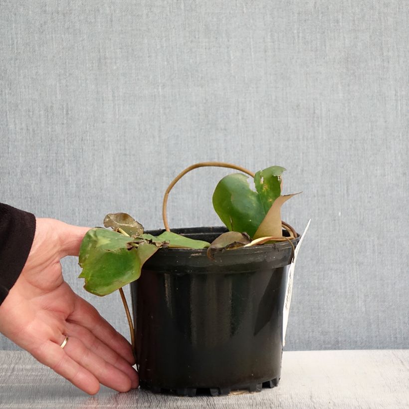 Amostra de Nymphaea Bateau - Nénuphar rustique rouge Pot de 1,5L/2L tal como entregue na primavera