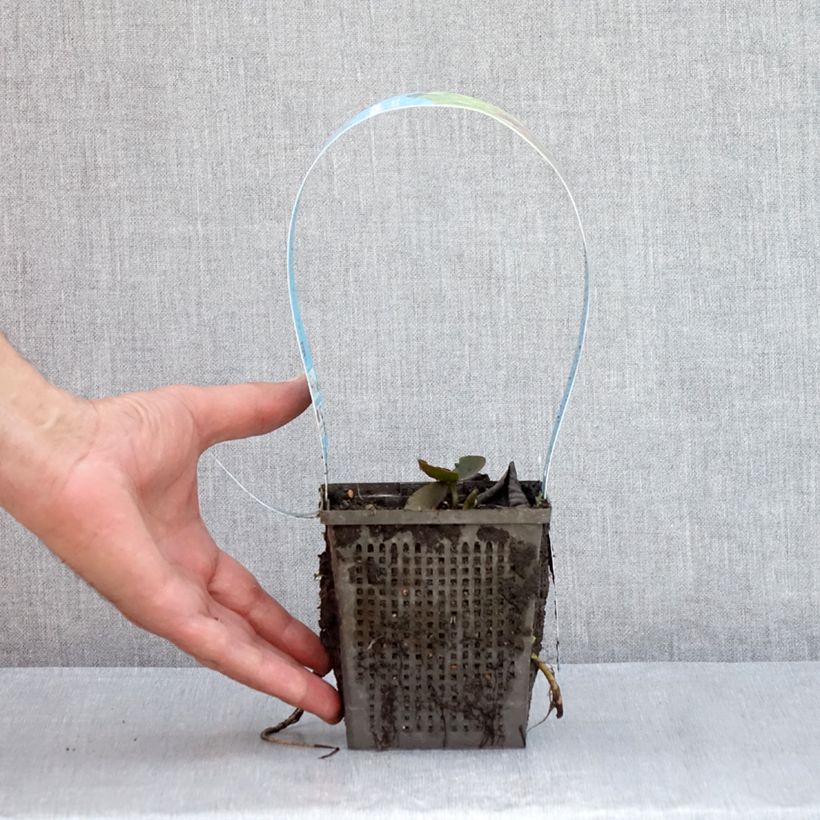 Amostra de Nymphaea Black Princess - Nénuphar rustique Pot de 1L/1,5L tal como entregue no verão