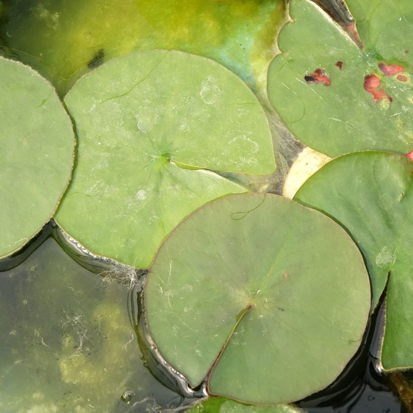 Nenúfar Burgundy Princess (Folhagem)