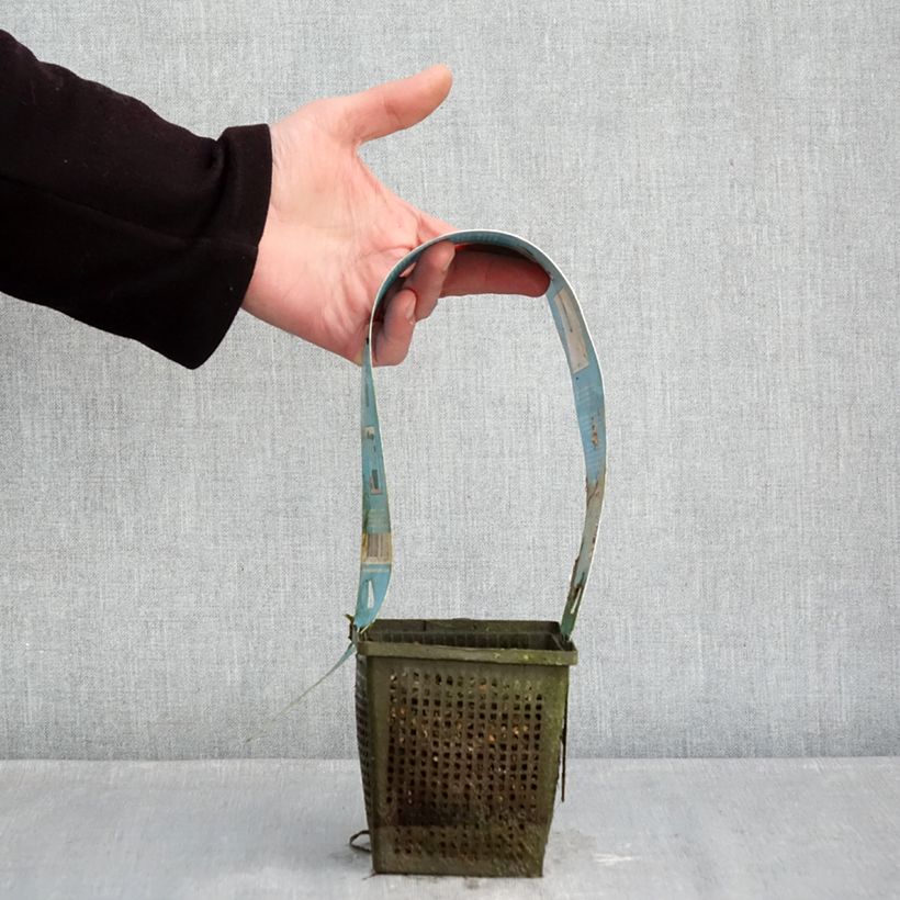 Amostra de Nymphaea Burgundy Princess - Nénuphar rustique Pot de 1L/1,5L tal como entregue no inverno