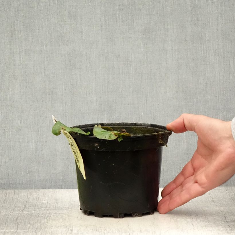 Amostra de Nymphaea candida Vaso de 1,5 L/2 L tal como entregue no verão