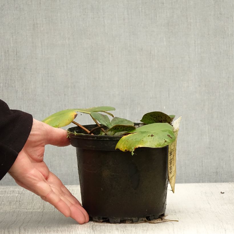 Amostra de Nymphaea Carolina Sunset - Nénuphar rustique, jaune et pêche cuivré Pot de 1,5L/2L tal como entregue no outono