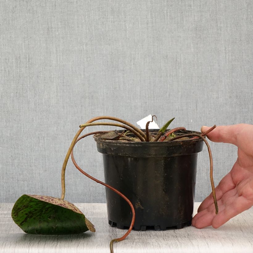 Amostra de Nenúfar Carolina Sunset Vaso de 1,5 L/2 L tal como entregue na primavera