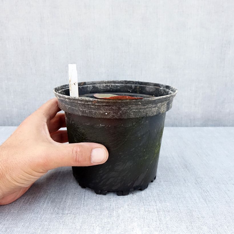 Amostra de Nenúfar Charlene Strawn Vaso de 1,5 L/2 L tal como entregue no verão