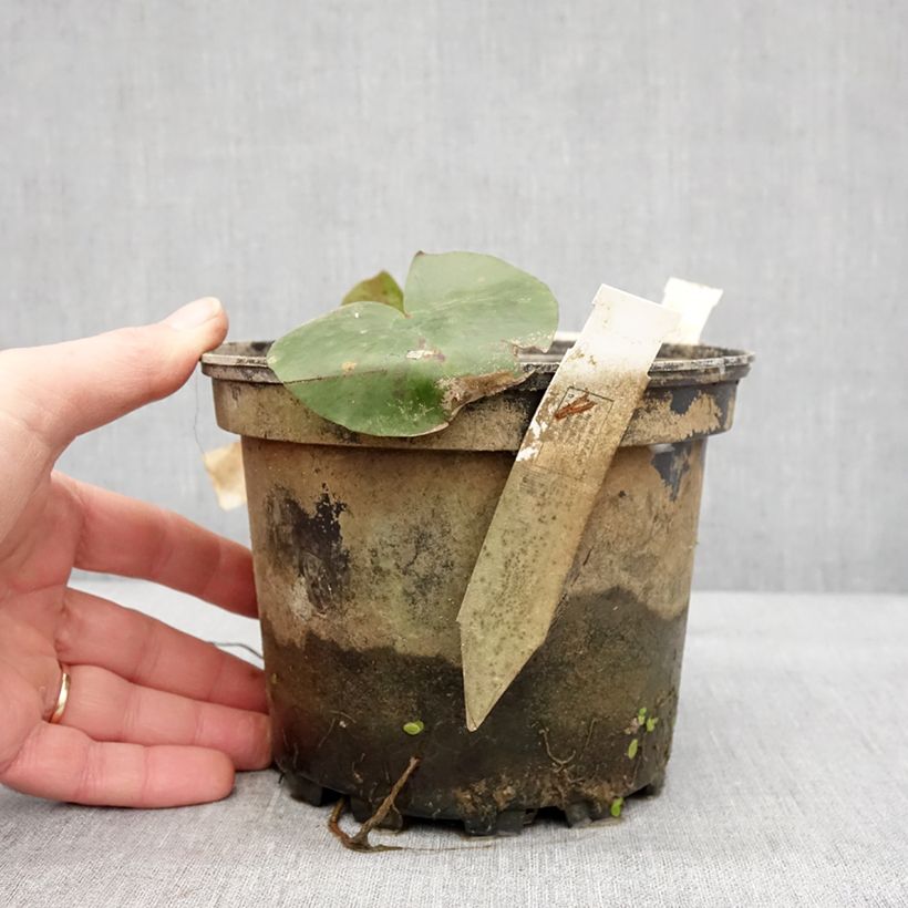 Amostra de Nymphaea Charlene Strawn - Nénuphar rustique parfumé Pot de 1,5L/2L tal como entregue no inverno