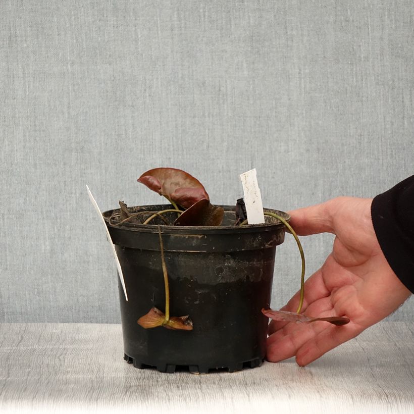 Amostra de Nenúfar Charlene Strawn Vaso de 1,5 L/2 L tal como entregue na primavera