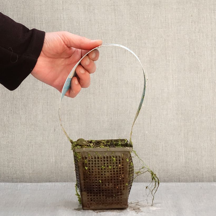 Amostra de Nymphaea Charles de Meurville - Nénuphar rustique Vaso de 1 L/1,5 L tal como entregue no inverno