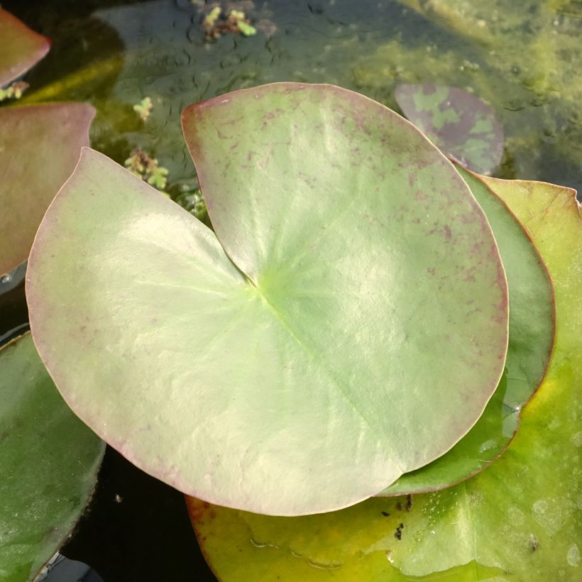 Nenúfar Clyde Ikins (Folhagem)