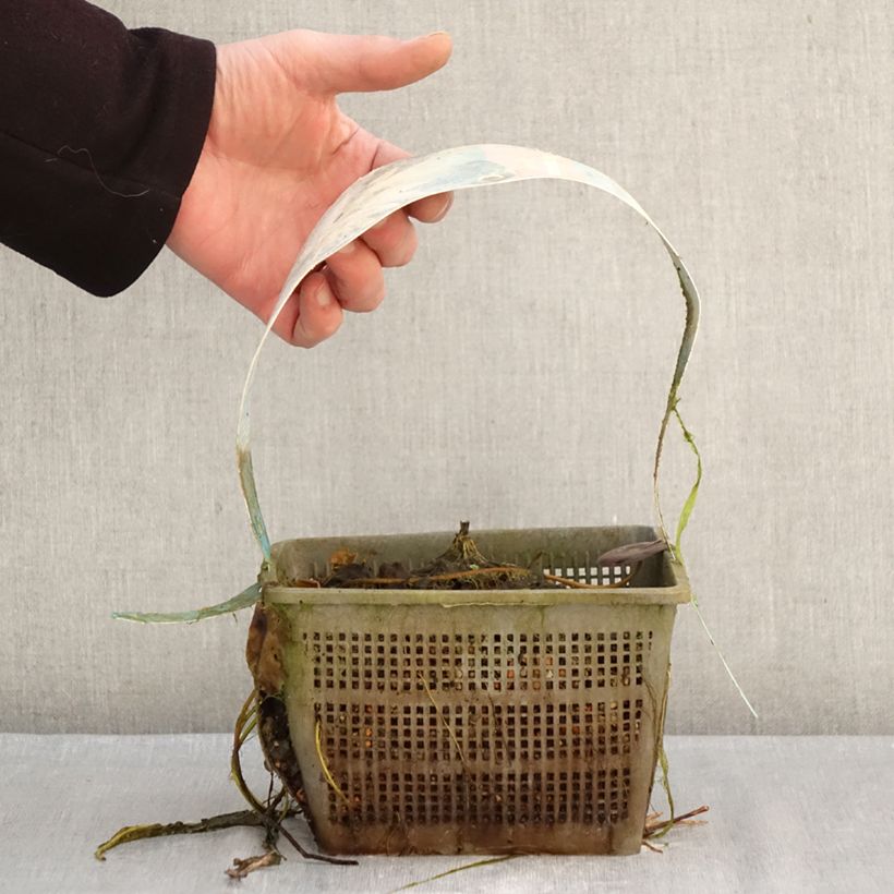 Amostra de Nymphaea Clyde Ikins - Nénuphar rustique jaune cuivré Pot de 3L/4L tal como entregue no inverno