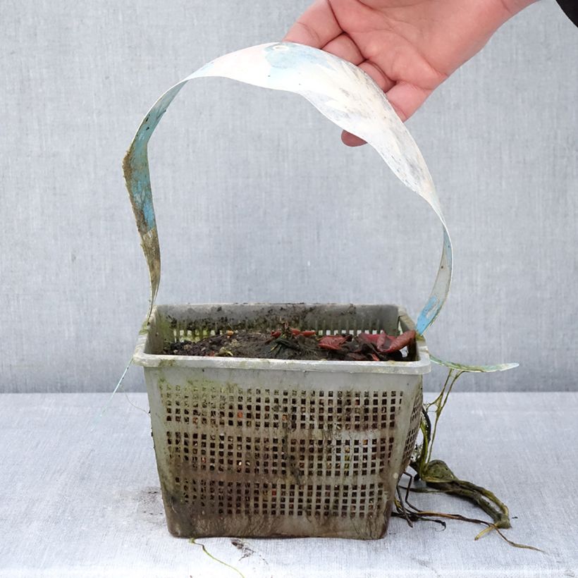 Amostra de Nenúfar Clyde Ikins Vaso de 3 L/4 L tal como entregue na primavera
