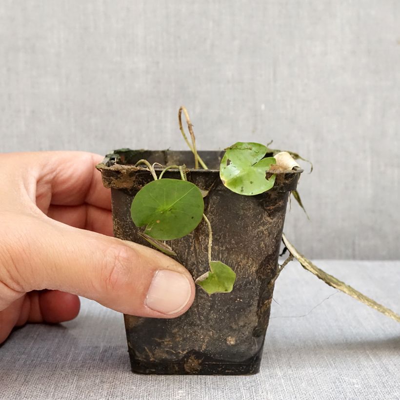 Amostra de Nymphaea colorata - Nenuphar bleu tropical Pot de 1,5L/2L tal como entregue no outono