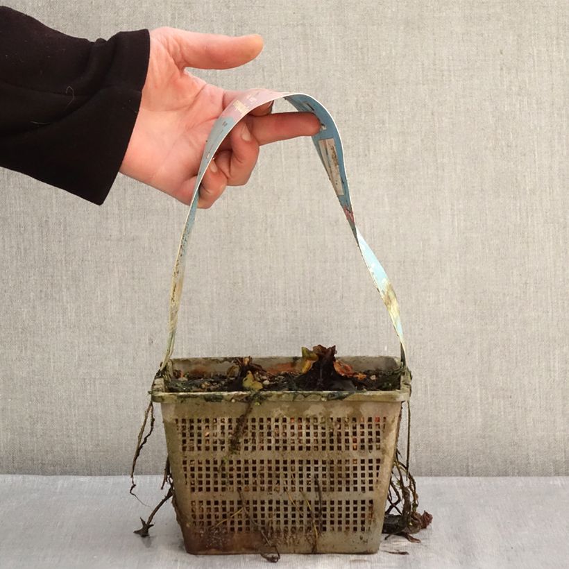 Amostra de Nymphaea Comanche - Nénuphar rustique rose saumon Vaso de 3 L/4 L tal como entregue no inverno