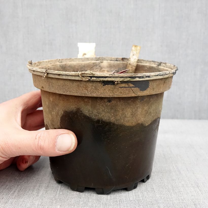 Amostra de Nymphaea Conqueror - Nénuphar rustique rouge Pot de 1,5L/2L tal como entregue no inverno