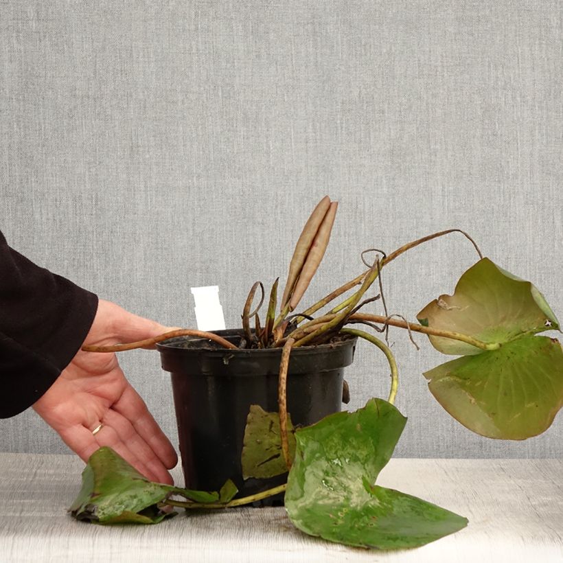 Amostra de Nenúfar Conqueror Vaso de 1,5 L/2 L tal como entregue na primavera