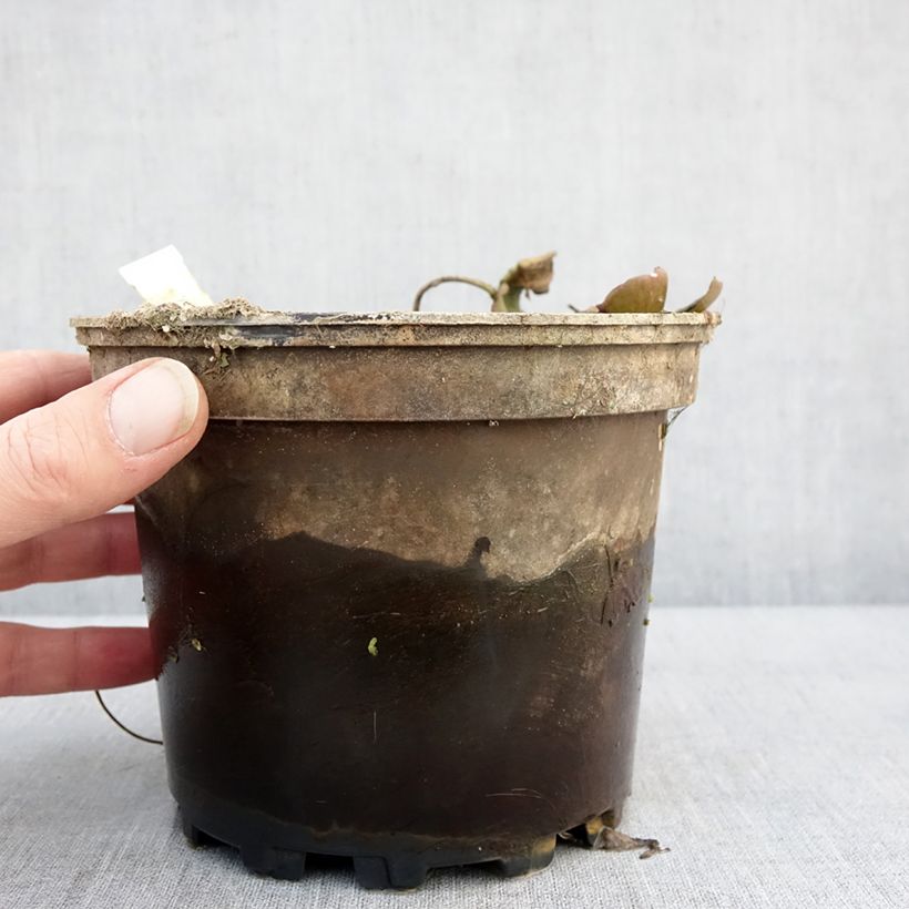 Amostra de Nymphaea Cynthia Ann - Nénuphar rustique cuivré Pot de 1,5L/2L tal como entregue no inverno