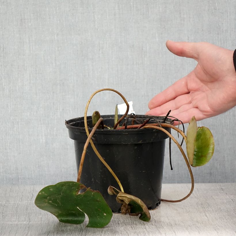 Amostra de Nenúfar Cynthia Ann Vaso de 1,5 L/2 L tal como entregue na primavera