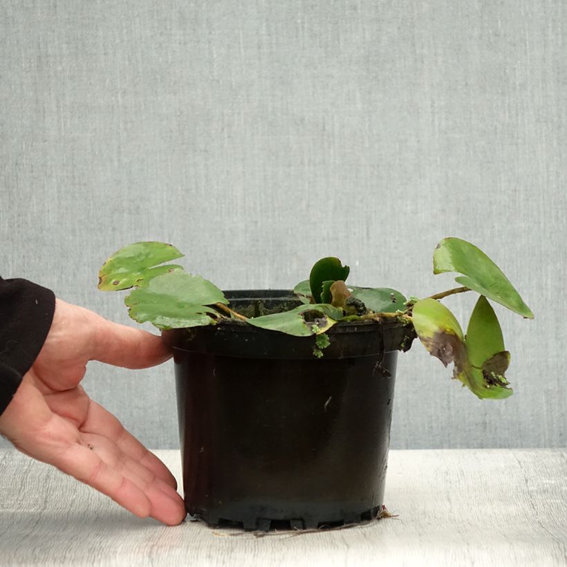 Amostra de Nymphaea Dahlia - Nénuphar rustique rose double Pot de 1,5L/2L tal como entregue no outono