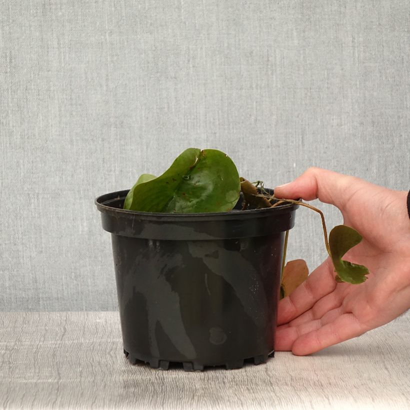 Amostra de Nenúfar Dahlia Vaso de 1,5 L/2 L tal como entregue na primavera