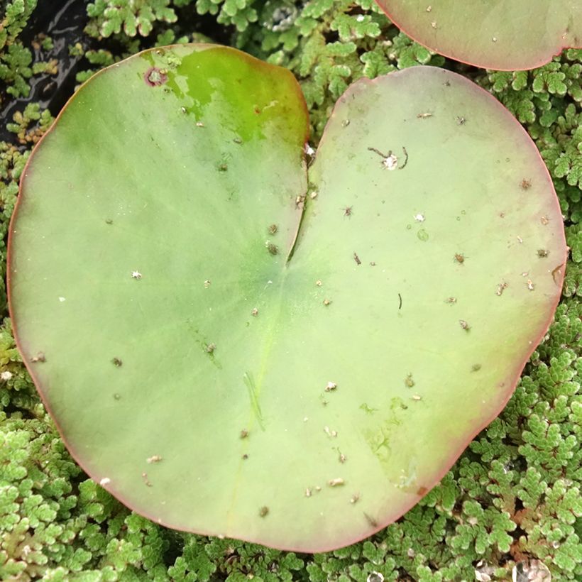 Nenúfar Dahlia (Folhagem)