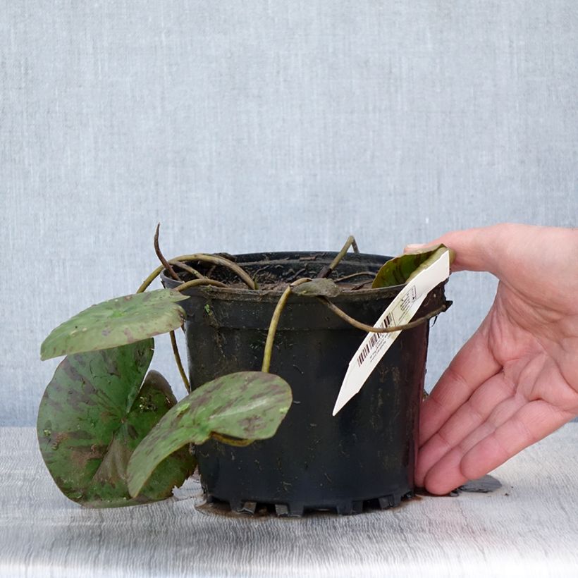 Amostra de Nenúfar Darwin Vaso de 1,5 L/2 L tal como entregue na primavera