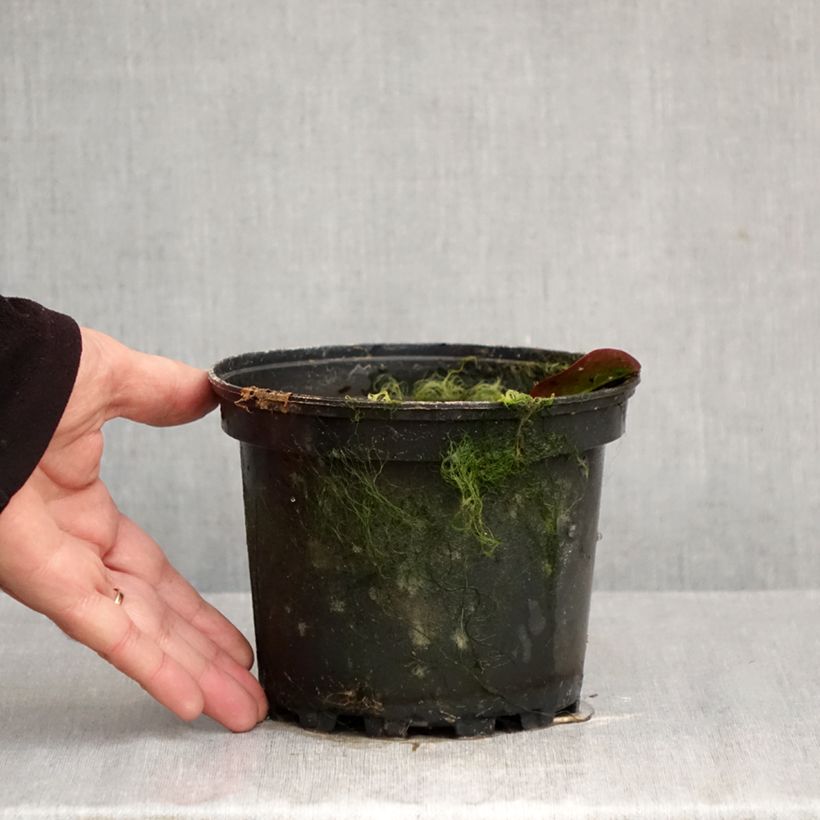 Amostra de Nenúfar Darwin Vaso de 1,5 L/2 L tal como entregue no outono