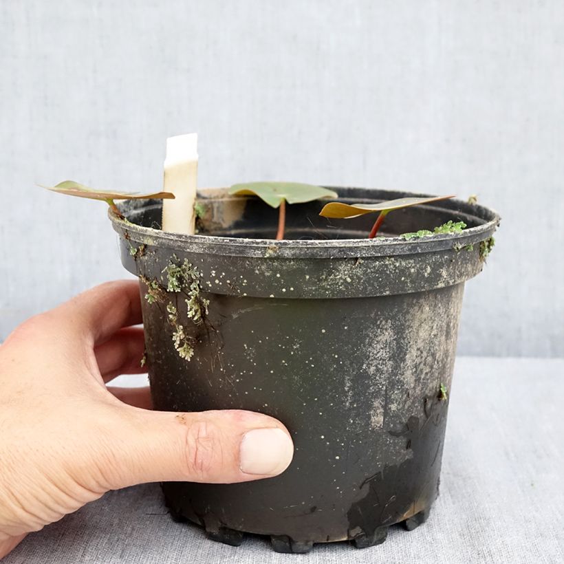 Amostra de Nenúfar Darwin Vaso de 1,5 L/2 L tal como entregue no verão