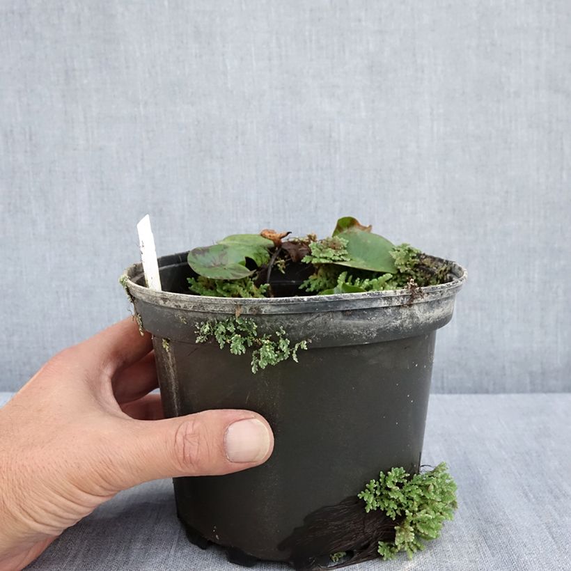 Amostra de Nenúfar Denver Vaso de 1,5 L/2 L tal como entregue no verão