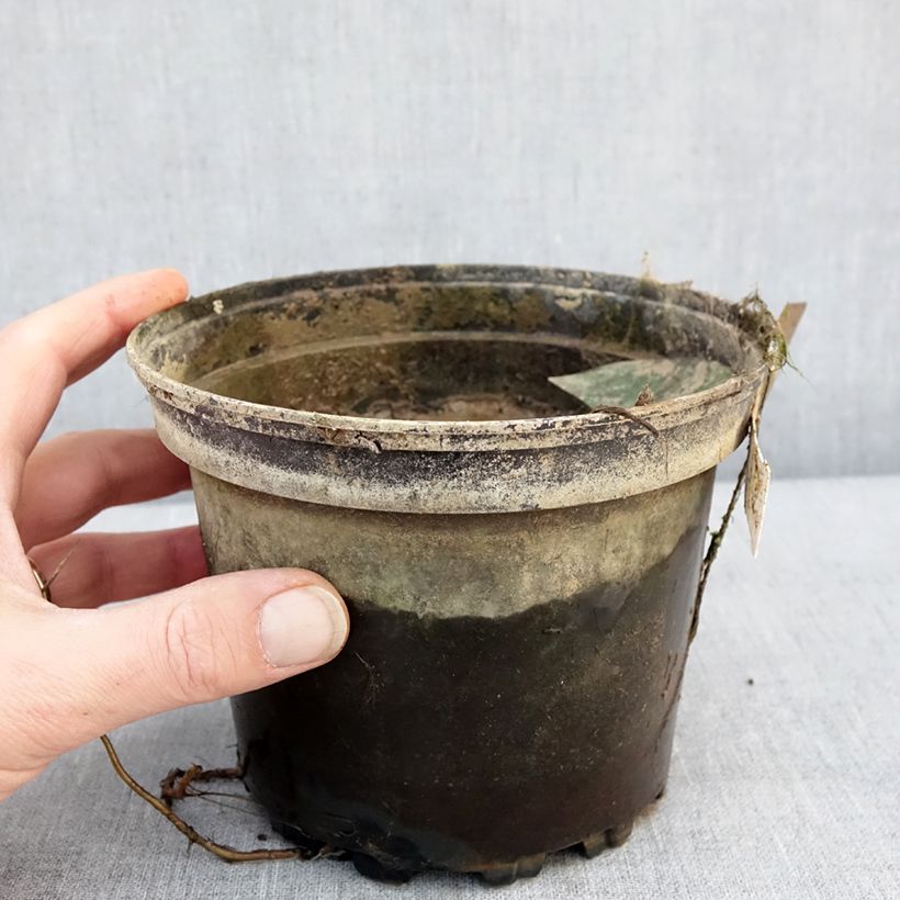 Amostra de Nymphaea Denver - Nénuphar rustique fleurs doubles ivoire Pot de 1,5L/2L tal como entregue no inverno