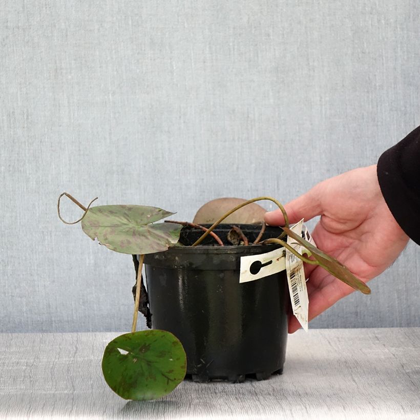 Amostra de Nenúfar Denver Vaso de 1,5 L/2 L tal como entregue na primavera