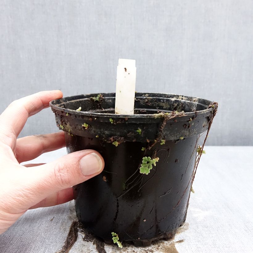 Amostra de Nymphaea Double Yellow - Nénuphar rustique jaune double Vaso de 1,5 L/2 L tal como entregue no inverno