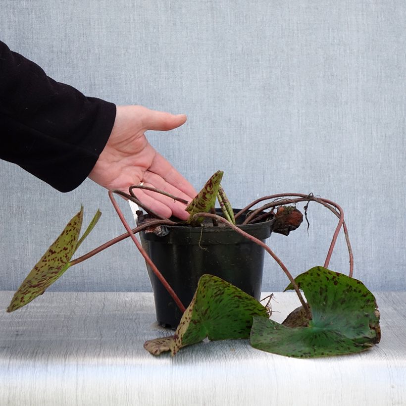 Amostra de Nenúfar Double Yellow Vaso de 1,5 L/2 L tal como entregue na primavera