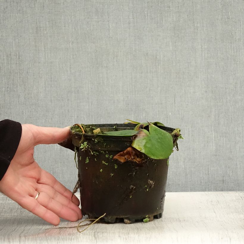 Amostra de Nenúfar Ellisiana Vaso de 1,5 L/2 L tal como entregue no outono