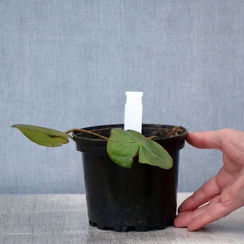 Amostra de Nenúfar Ellisiana Vaso de 1,5 L/2 L tal como entregue na primavera