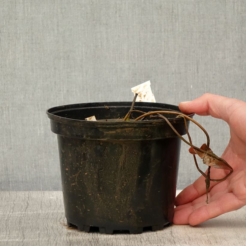 Amostra de Nenúfar Eros Vaso de 1,5 L/2 L tal como entregue na primavera