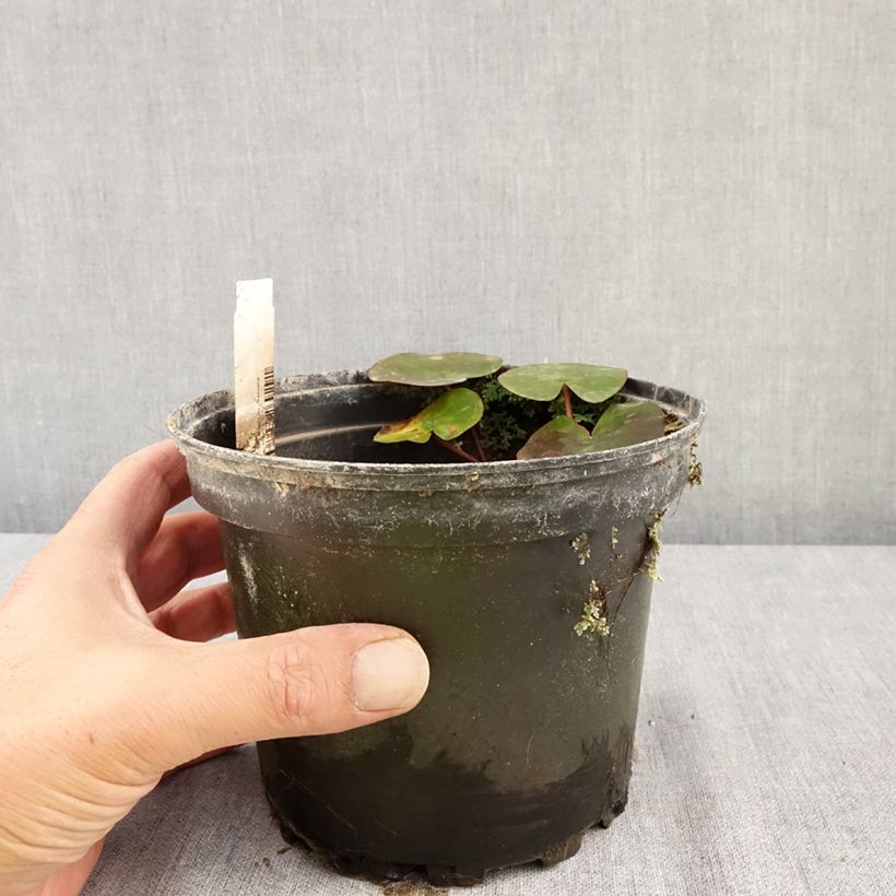 Amostra de Nenúfar Eros Vaso de 1,5 L/2 L tal como entregue no verão
