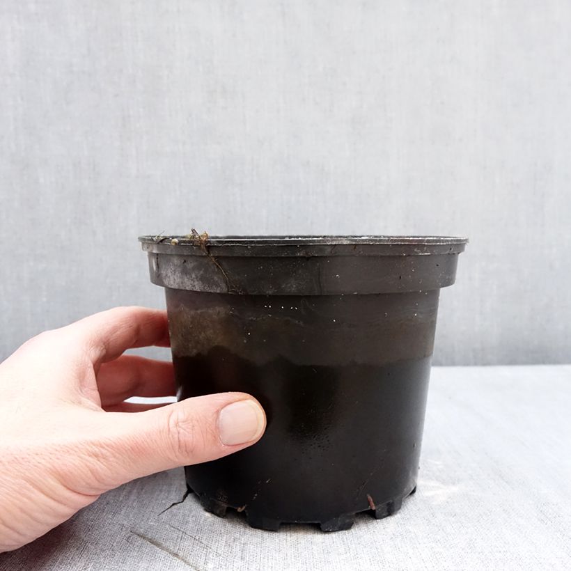 Amostra de Nymphaea Eros - Nénuphar rustique rose soutenu Vaso de 1,5 L/2 L tal como entregue no inverno