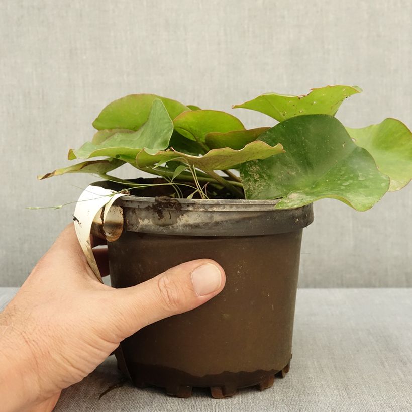Amostra de Nenúfar Escarboucle Vaso de 1,5 L/2 L tal como entregue no verão