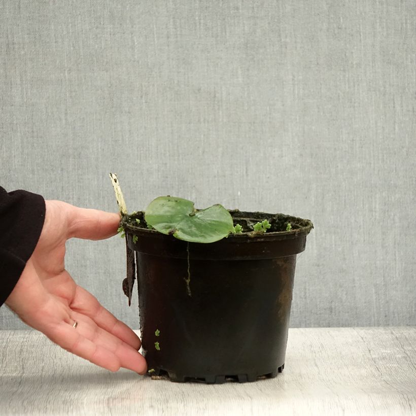 Amostra de Nymphaea Eugenia de Lande - Nénuphar rustique rose tendre Pot de 1,5L/2L tal como entregue no outono