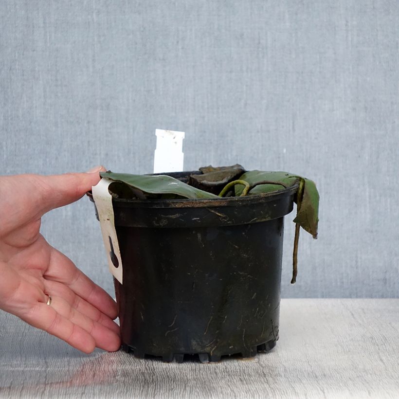 Amostra de Nenúfar Eugenia de Lande Vaso de 1,5 L/2 L tal como entregue na primavera