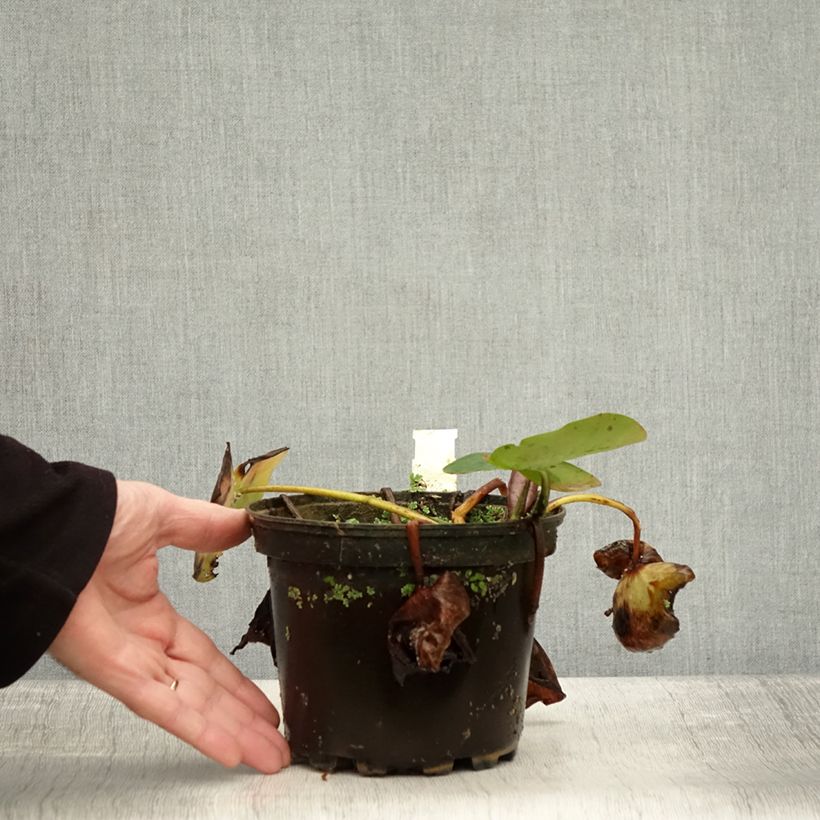 Amostra de Nymphaea Evelyn Stetson - Nénuphar rustique blanc Pot de 1,5L/2L tal como entregue no outono