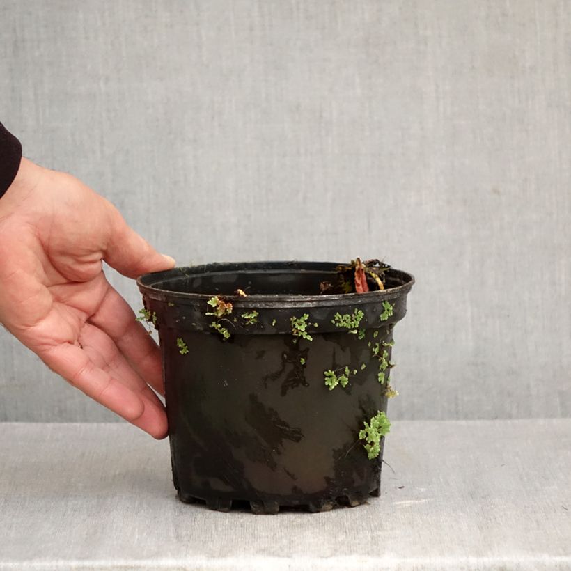 Amostra de Nenúfar Fire Opal Vaso de 1,5 L/2 L tal como entregue no outono