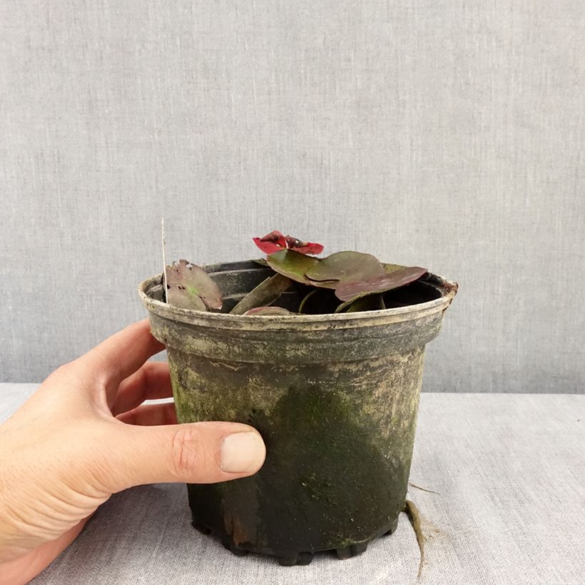 Amostra de Nenúfar Fire Opal Vaso de 1,5 L/2 L tal como entregue no verão