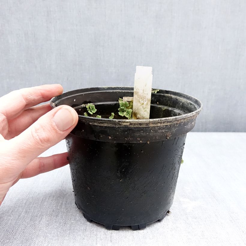 Amostra de Nymphaea Fire Opal - Nénuphar rustique Vaso de 1,5 L/2 L tal como entregue no inverno