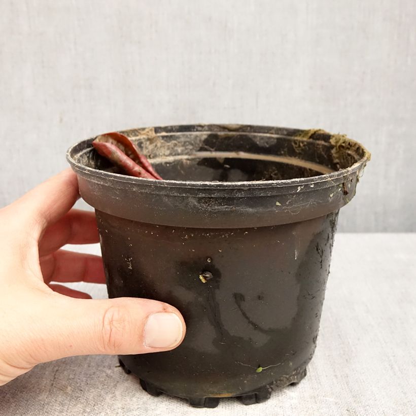 Amostra de Nenúfar Fire Opal Vaso de 1,5 L/2 L tal como entregue na primavera