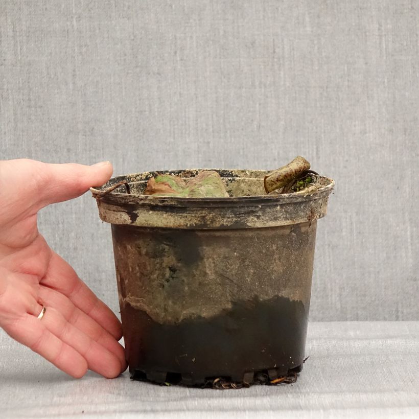 Amostra de Nymphaea Florida Sunset - Nénuphar rustique pêche cuivré Pot de 1,5L/2L tal como entregue no inverno